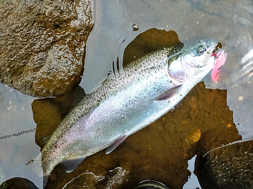 ニジマスの釣果