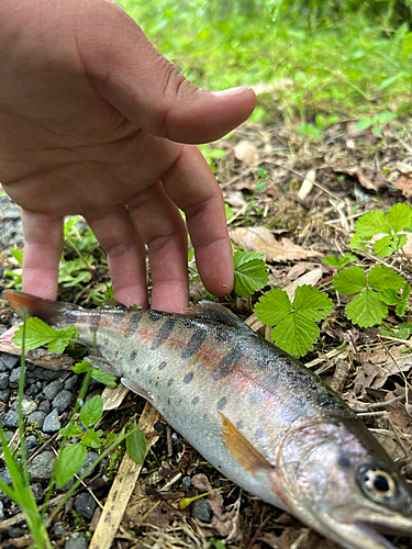 ヤマメの釣果