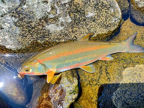 ウグイの釣果