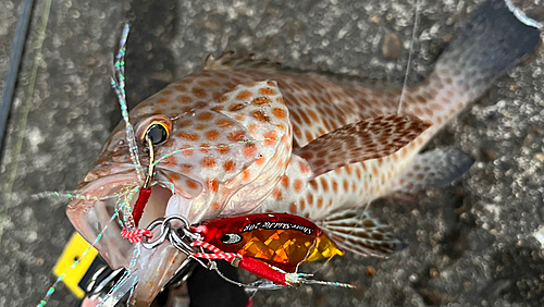 オオモンハタの釣果