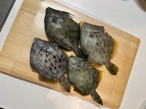 カワハギの釣果