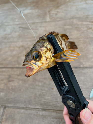 クロメバルの釣果