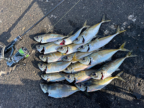 アジの釣果