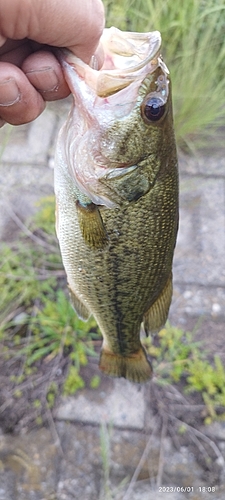 ブラックバスの釣果