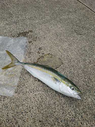 イナダの釣果