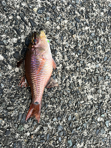 ネンブツダイの釣果