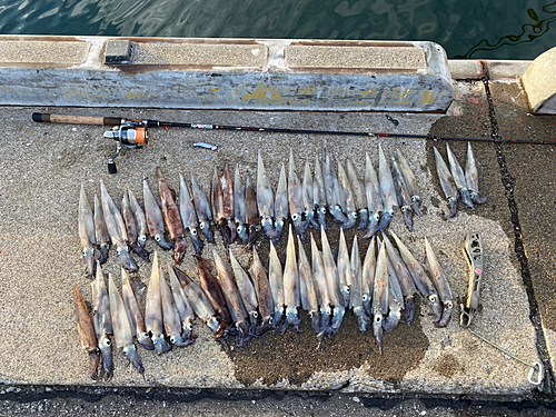 ヤリイカの釣果