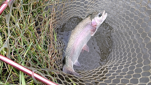 ニジマスの釣果