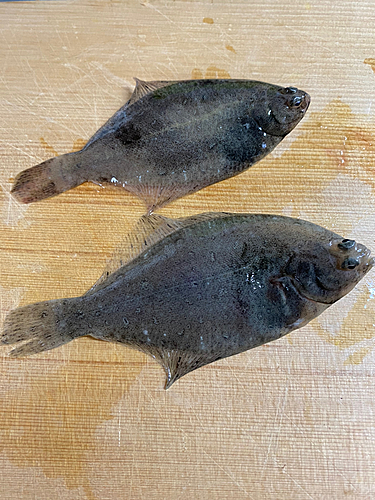 カレイの釣果