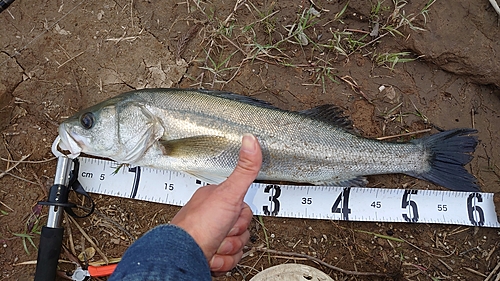 スズキの釣果