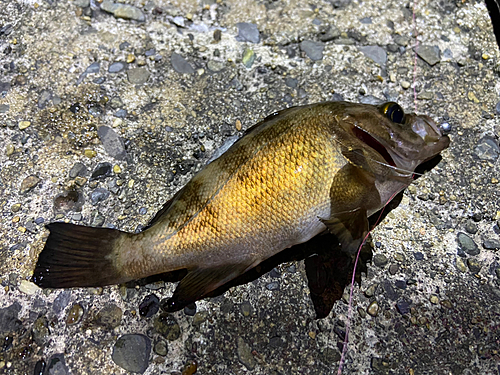 メバルの釣果