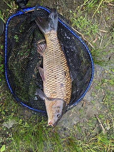 コイの釣果