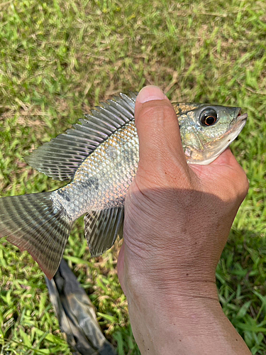 ティラピアの釣果