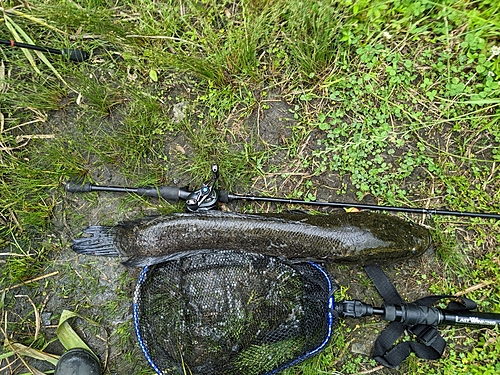 カムルチーの釣果