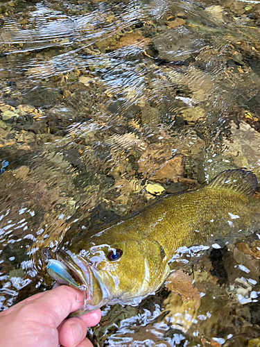 スモールマウスバスの釣果