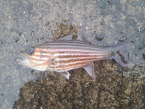 ヤライイシモチの釣果