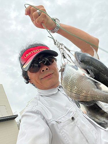 クロダイの釣果