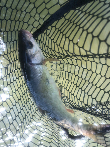 ウグイの釣果