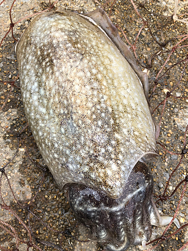 コウイカの釣果