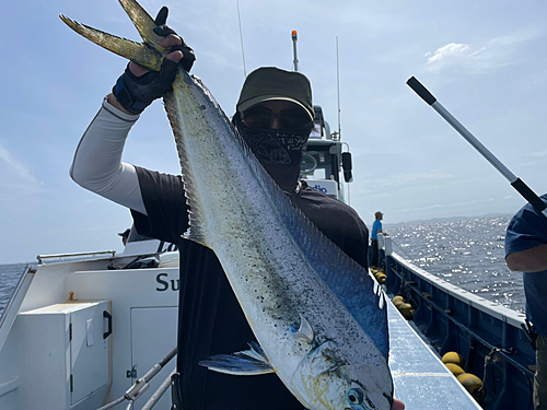 シイラの釣果