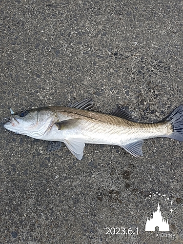 シーバスの釣果