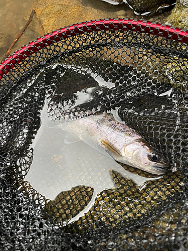 ヤマメの釣果