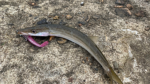 カマスの釣果