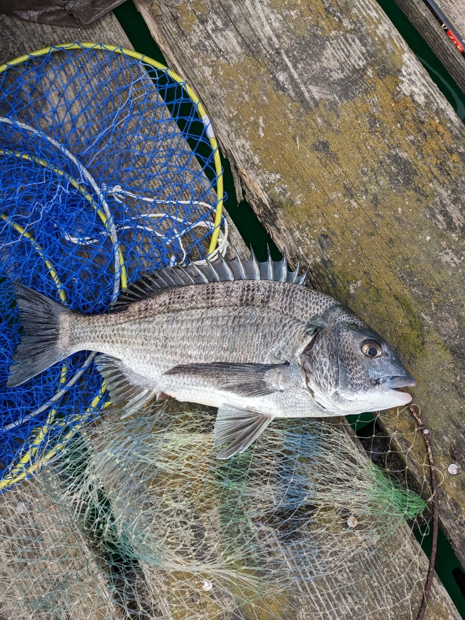 とむたむさんの釣果 1枚目の画像