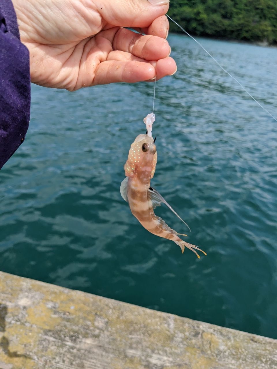 とむたむさんの釣果 3枚目の画像