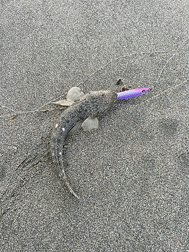 マゴチの釣果