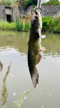 ニホンナマズの釣果