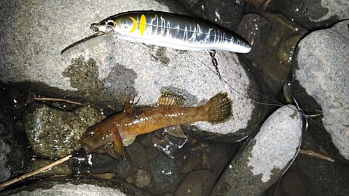 ヌマチチブの釣果