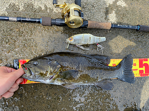 スモールマウスバスの釣果