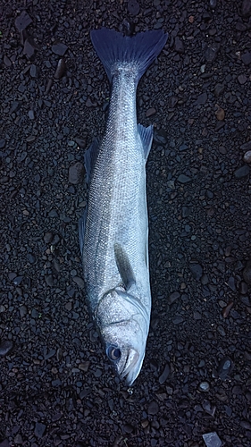 マダカ（マルスズキ）の釣果