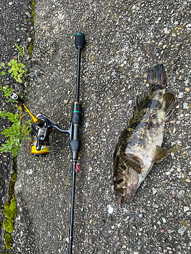 タケノコメバルの釣果