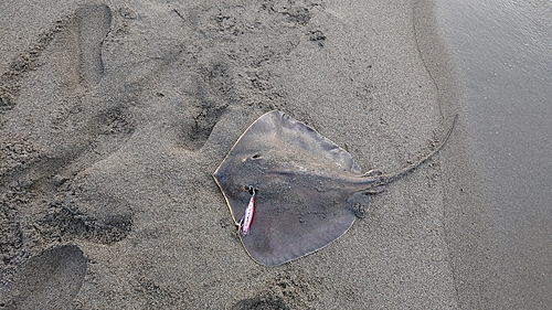 エイの釣果