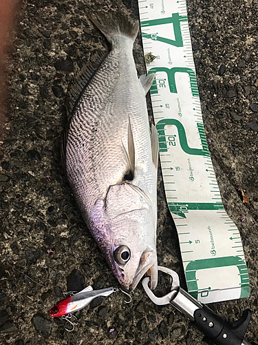 ニベの釣果