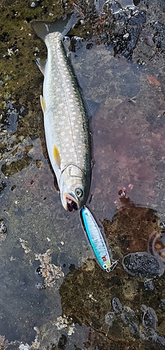 アメマスの釣果