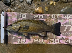 スモールマウスバスの釣果