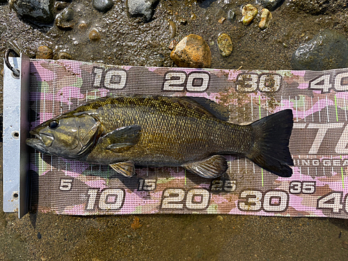 スモールマウスバスの釣果