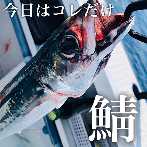 サバの釣果