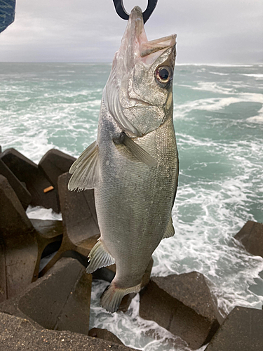 ヒラスズキの釣果