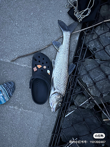 ニゴイの釣果