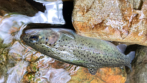 ニジマスの釣果