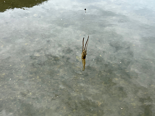 キスの釣果