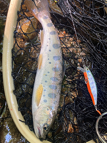 ヤマメの釣果