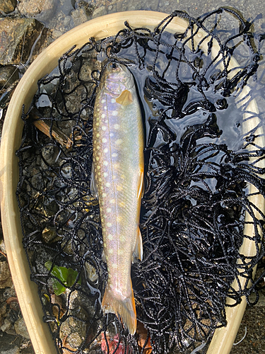 イワナの釣果