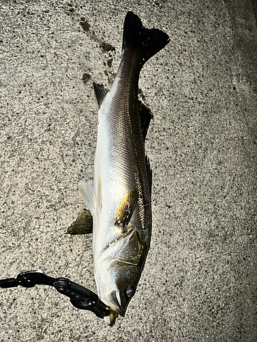 フッコ（マルスズキ）の釣果