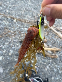 エソの釣果