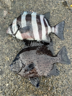 イシダイの釣果